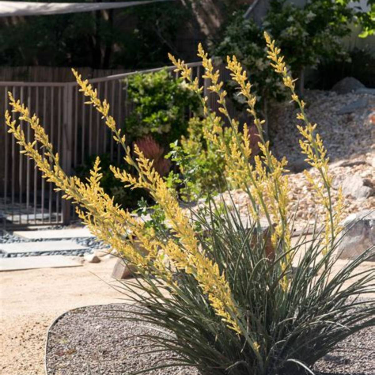 Yellow Yucca