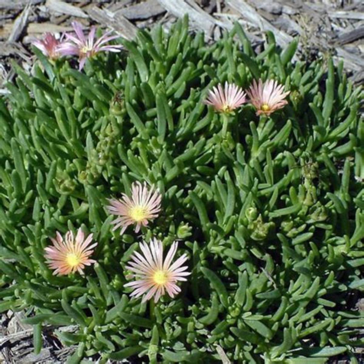 Mesa Verde® Ice Plant