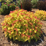 Double Play® Candy Corn® Spirea