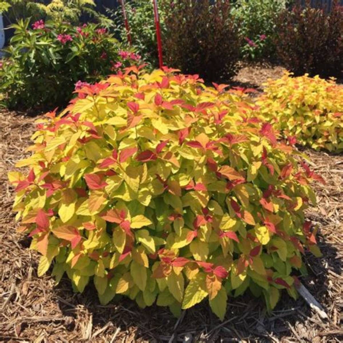 Double Play® Candy Corn® Spirea