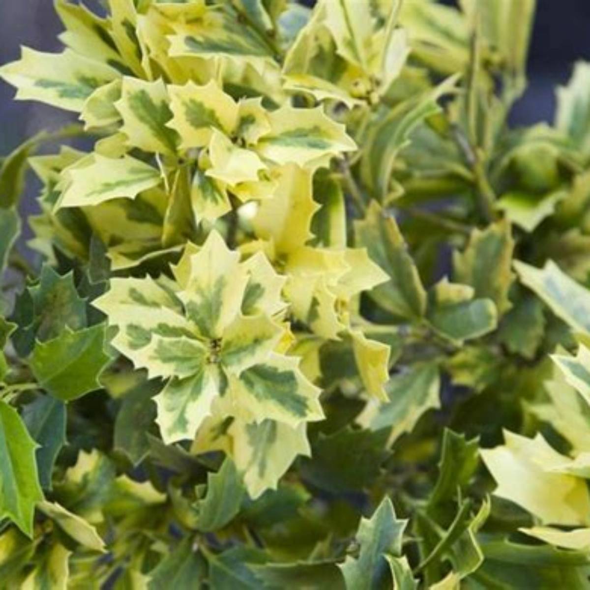 Golden Oakland® Holly