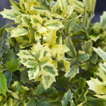 Golden Oakland® Holly