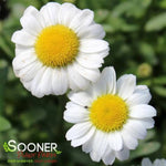 Daisy® Double Darling™ Shasta Daisy