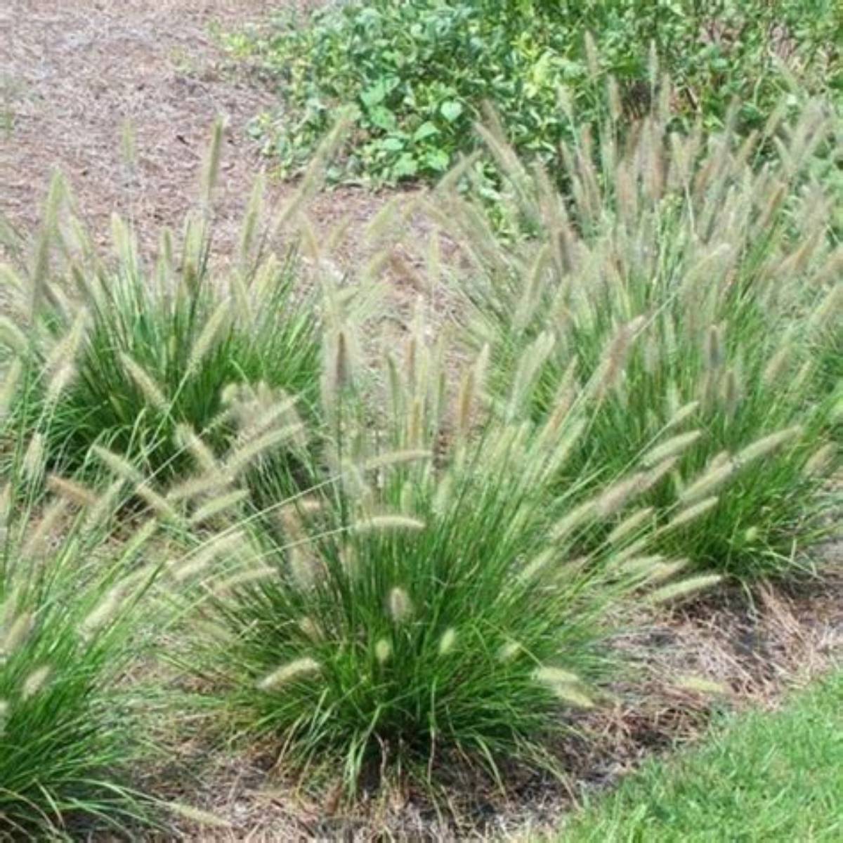 Cassian Dwarf Fountain Grass