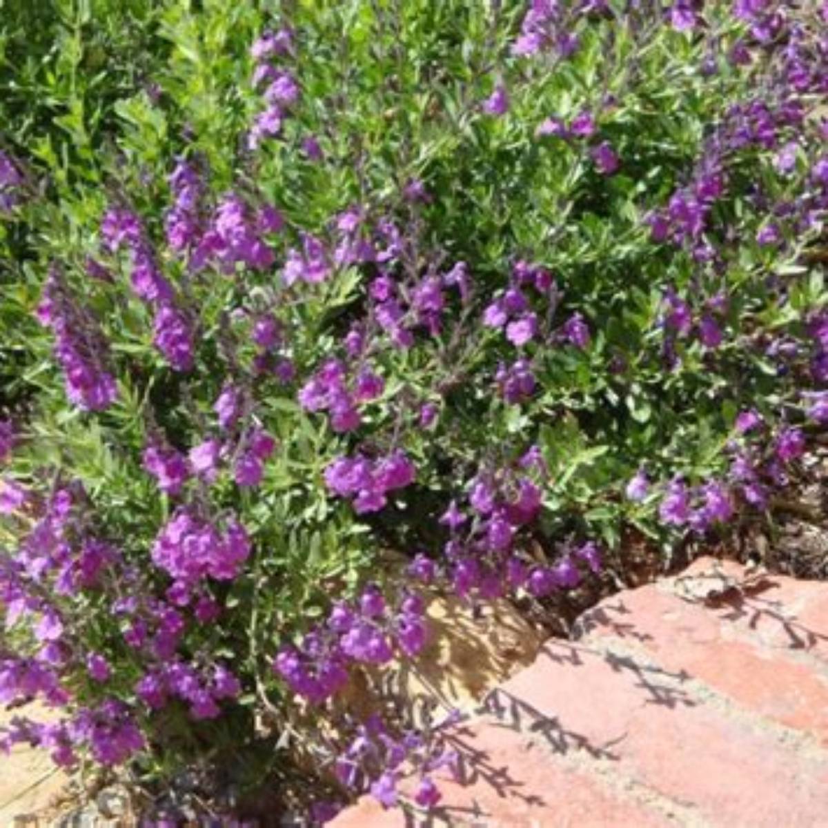 Ultra Violet Autumn Sage