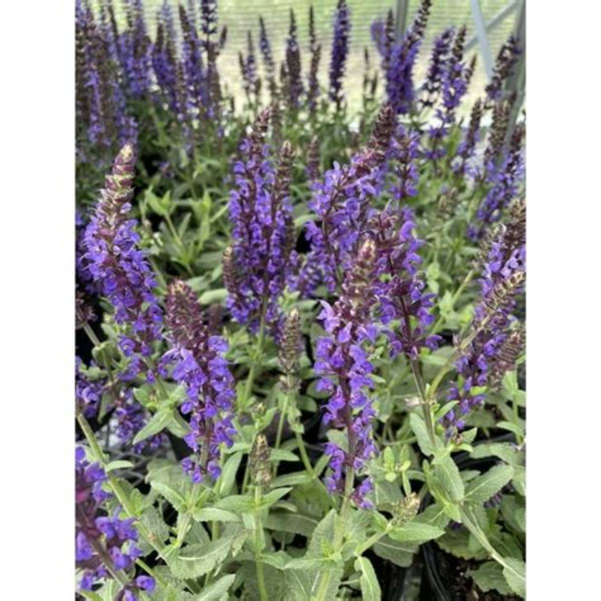 Lyrical™ Blues Meadow Sage