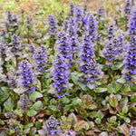 Catlins Giant Ajuga