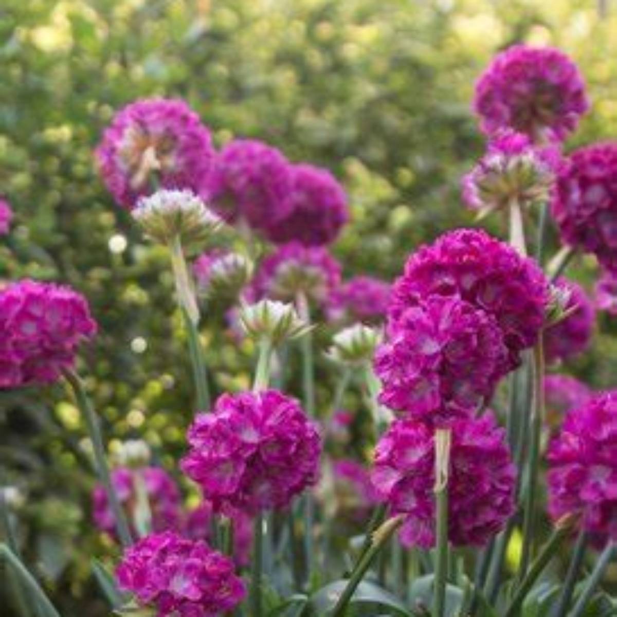 Dreameria® Hypnotic Dreams Sea Pink