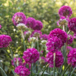 Dreameria® Hypnotic Dreams Sea Pink