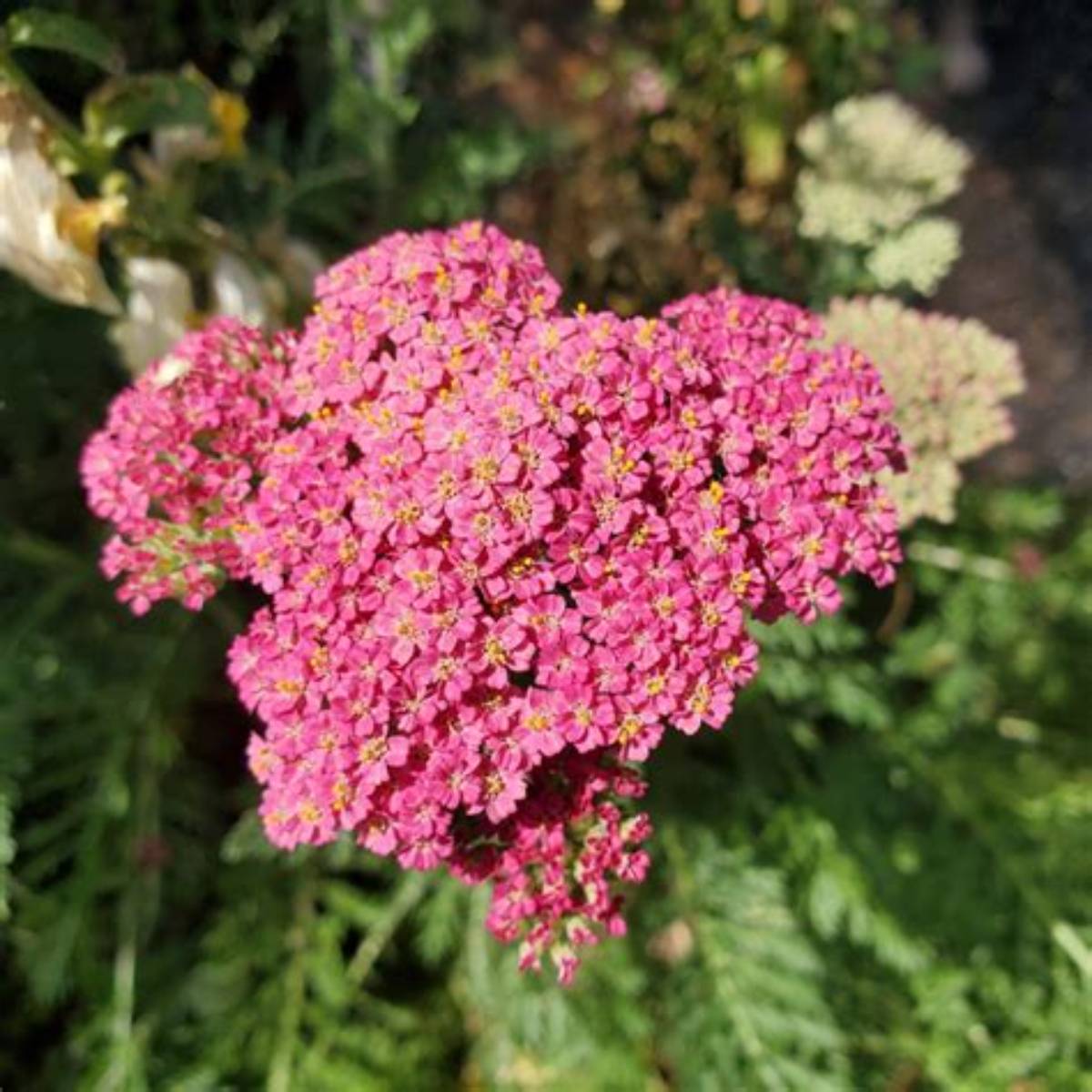 Desert Eve™ Deep Rose Yarrow