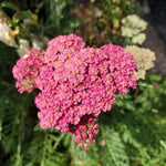 Desert Eve™ Deep Rose Yarrow