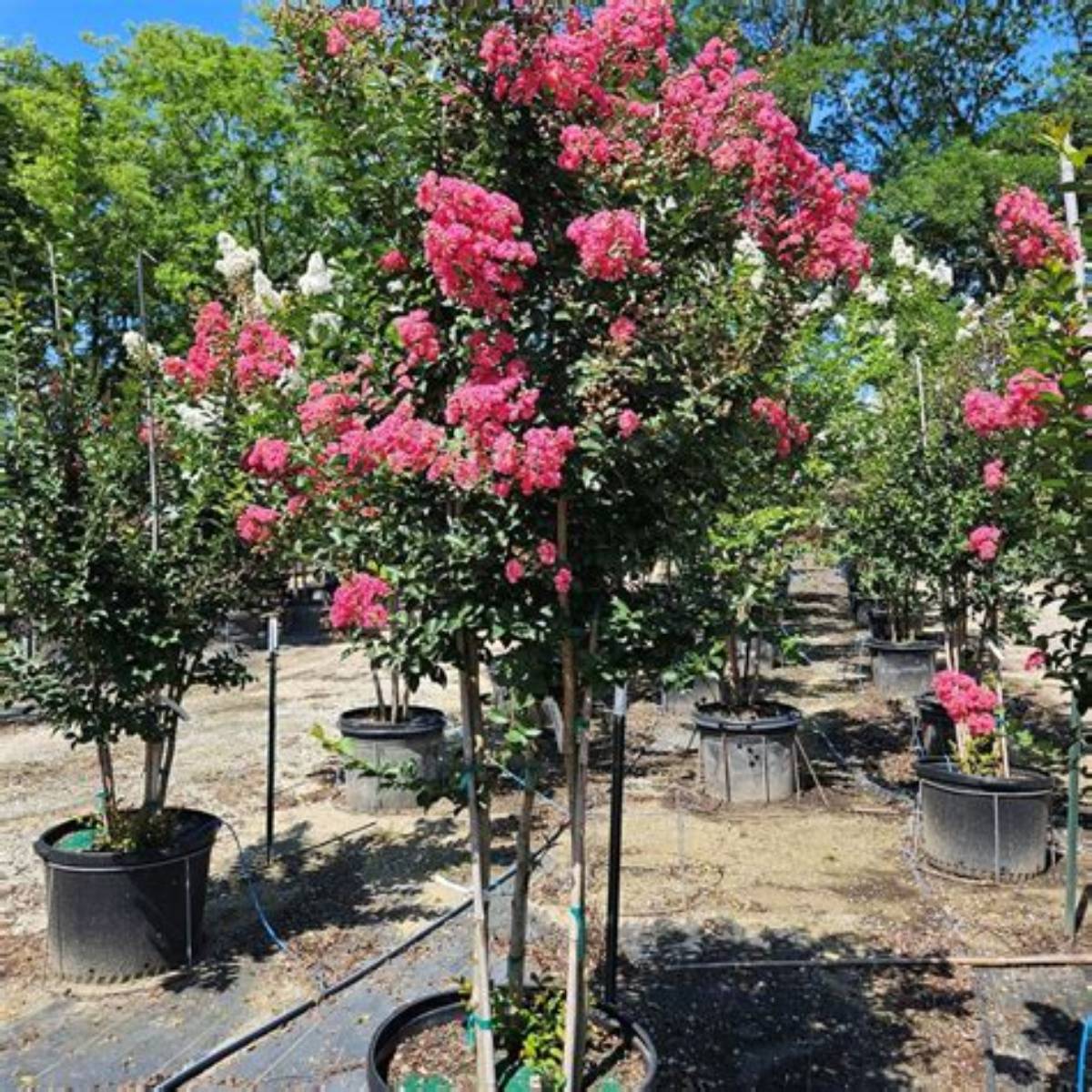 Tuscarora Crapemyrtle