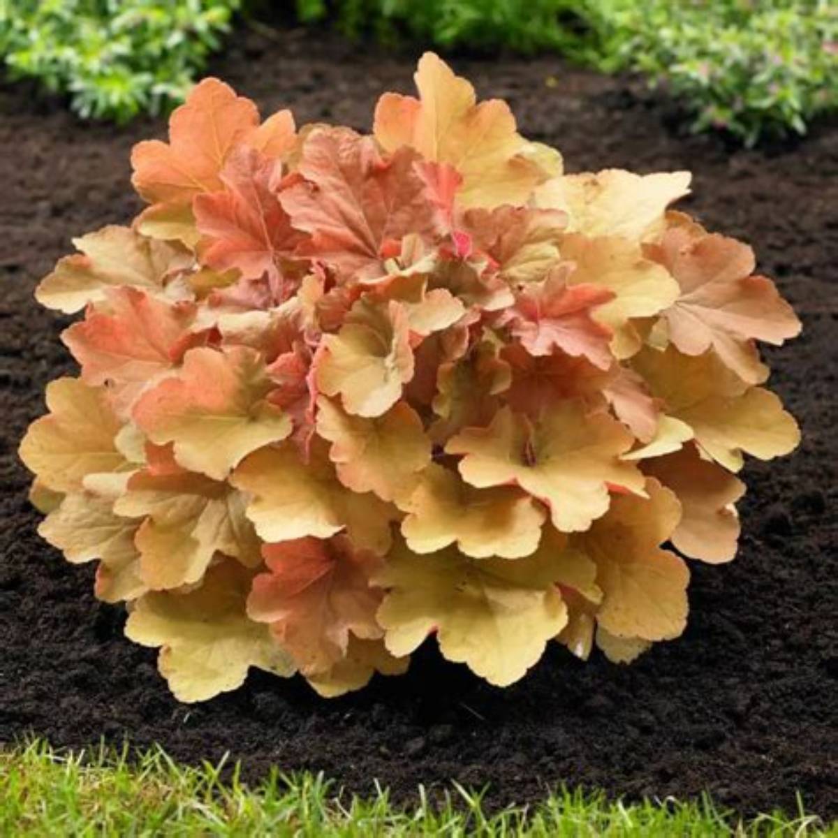 Caramel Coral Bells