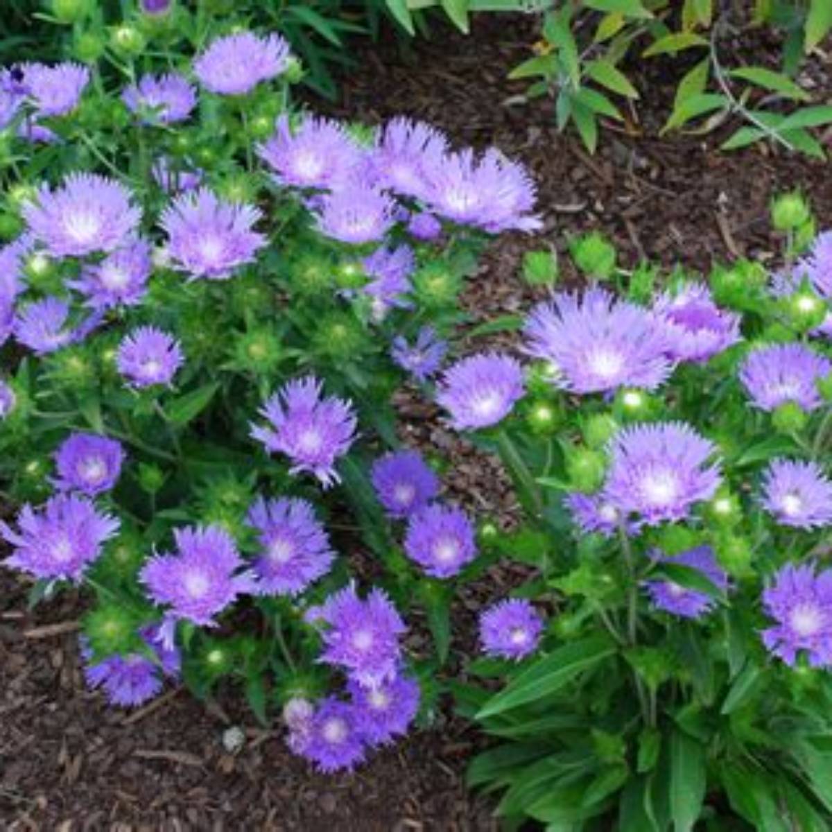 Peachie's Pick Stokes' Aster