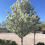 Spring Snow Crabapple Tree