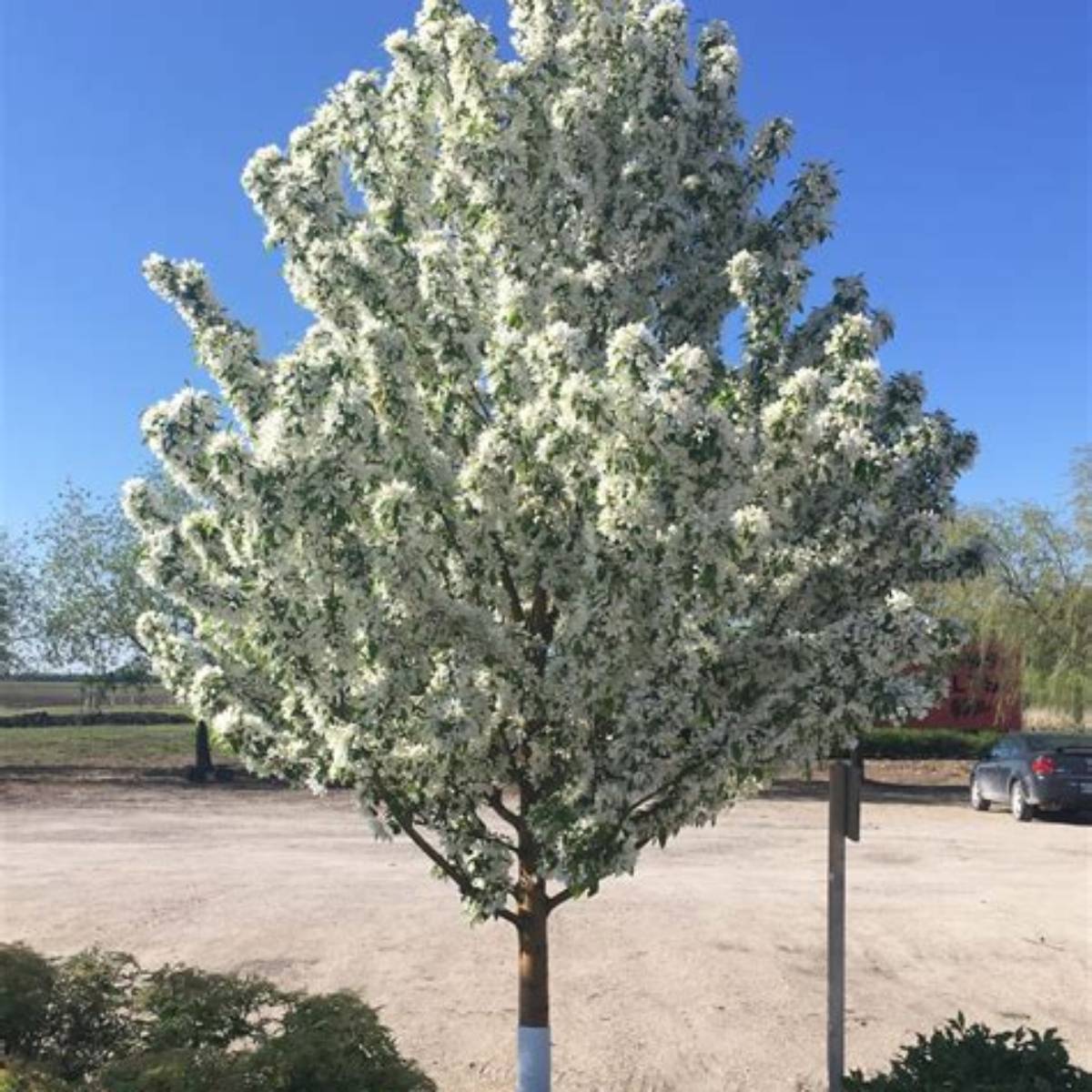 Spring Snow Crabapple Tree