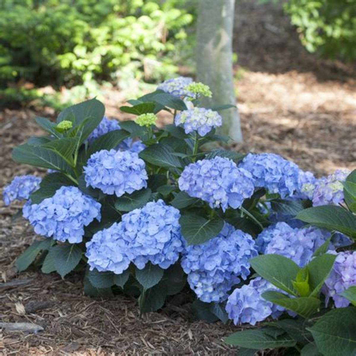 Let's Dance® Blue Jangles® Hydrangea