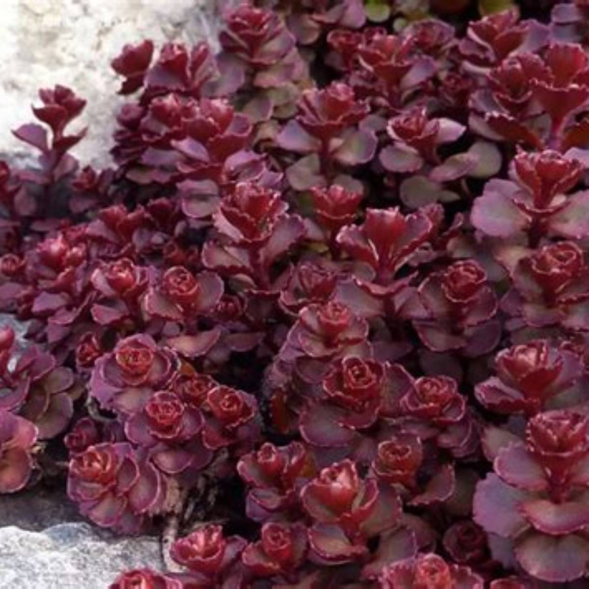 Voodoo Sedum