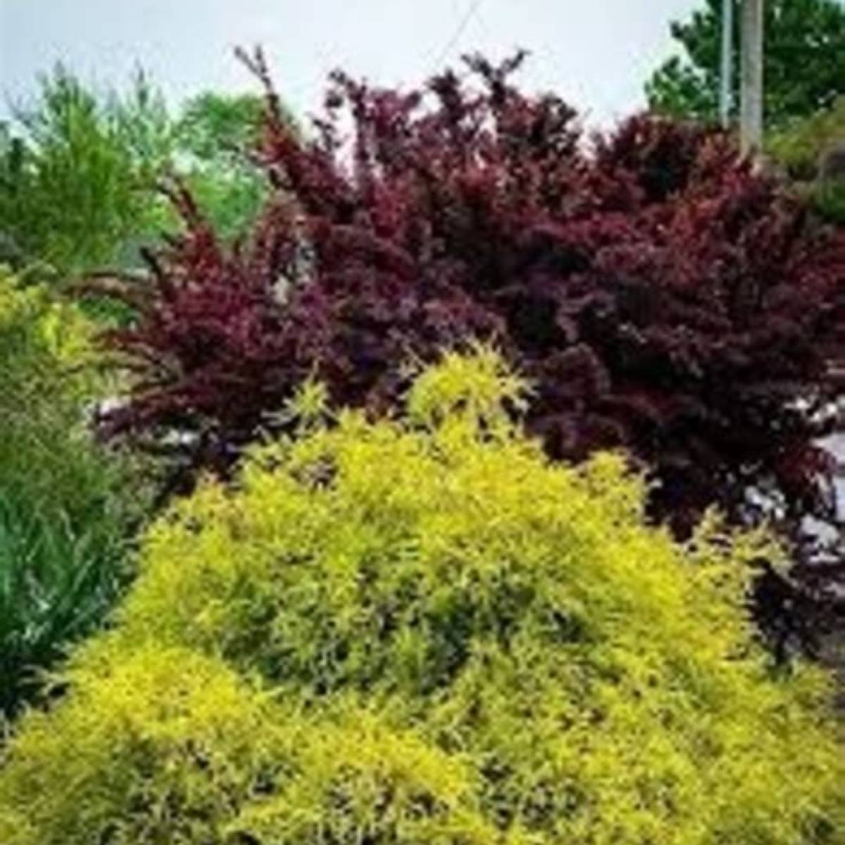 King's Gold Falsecypress