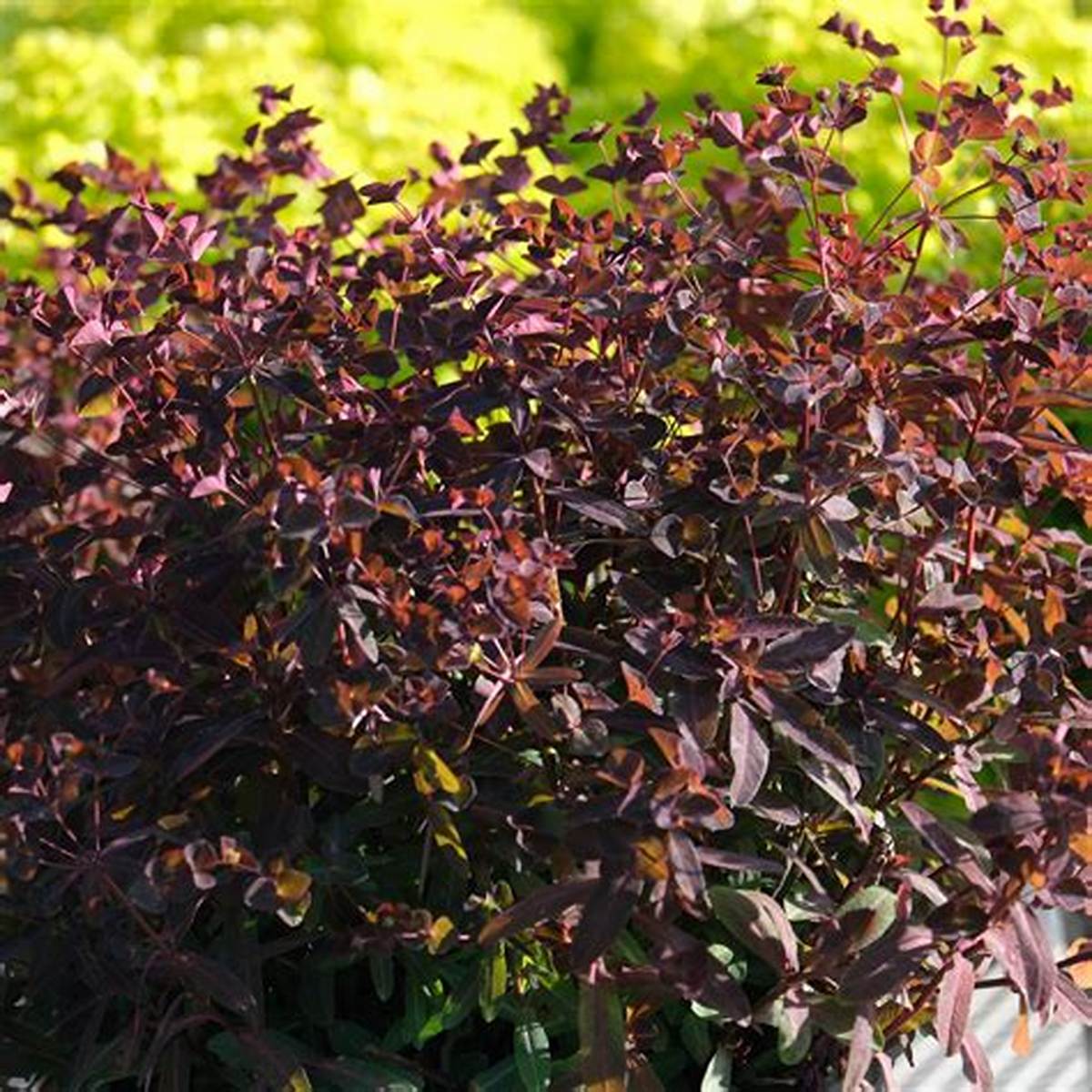 Miner's Berry Bordeaux™ Euphorbia