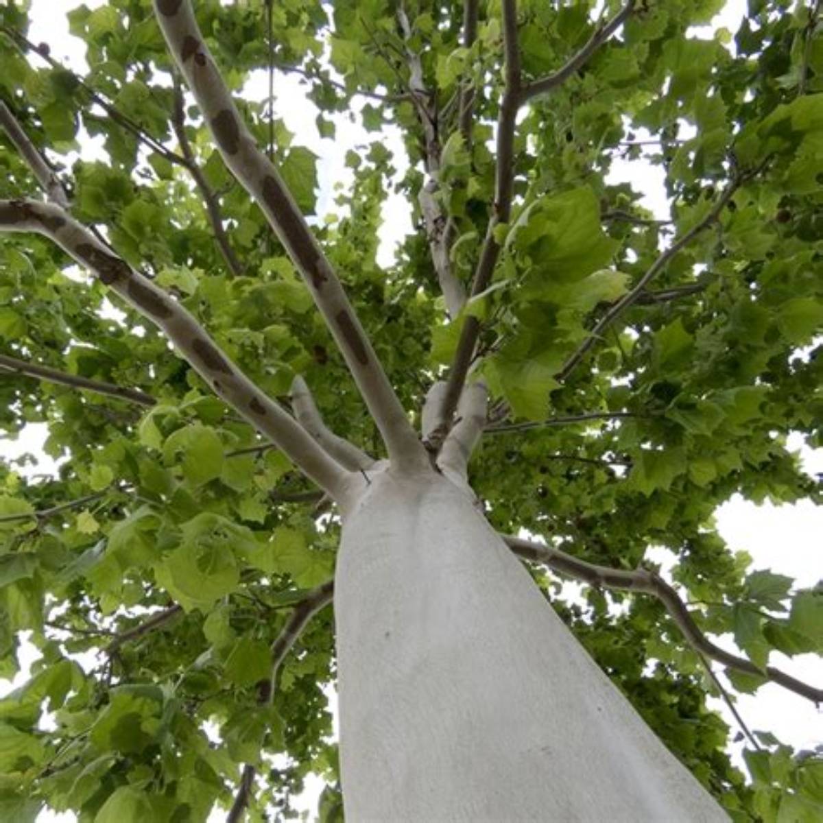 Silverwood™ Sycamore Tree