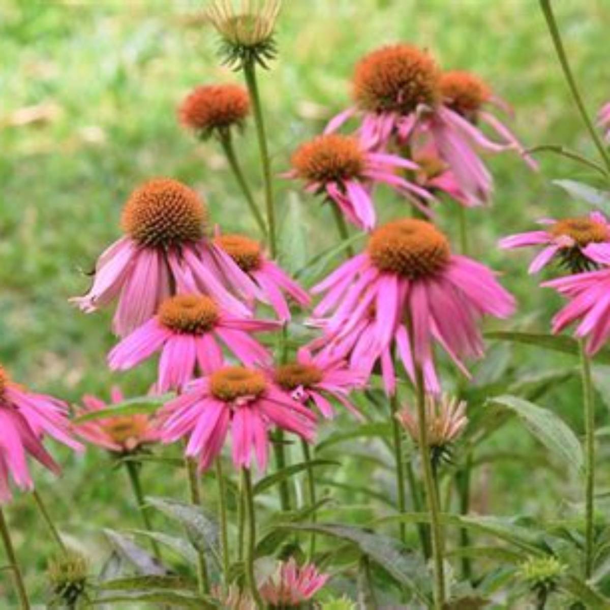 Kim's Knee High Coneflower