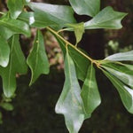 Water Oak Tree