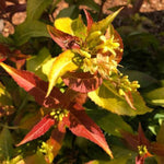 Firefly® Bush Honeysuckle