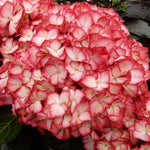 Kimono™ Hydrangea