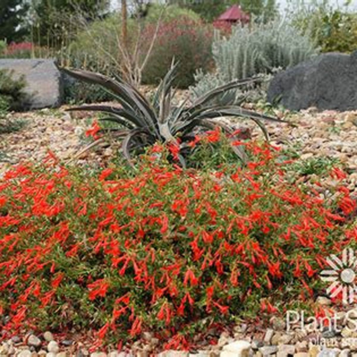 Orange Carpet® Epilobium
