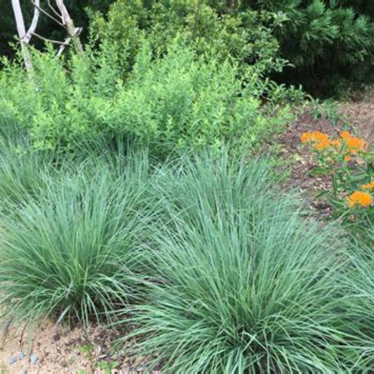 The Blues Little Bluestem