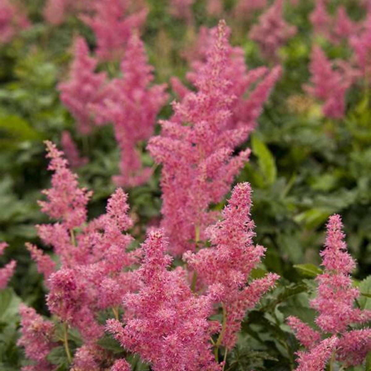 Rheinland Astilbe