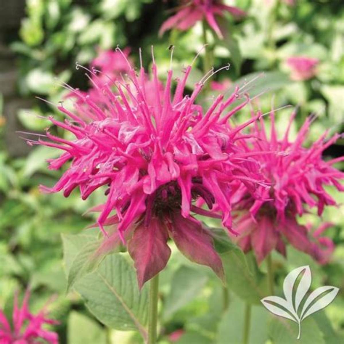 Marshall's Delight Beebalm