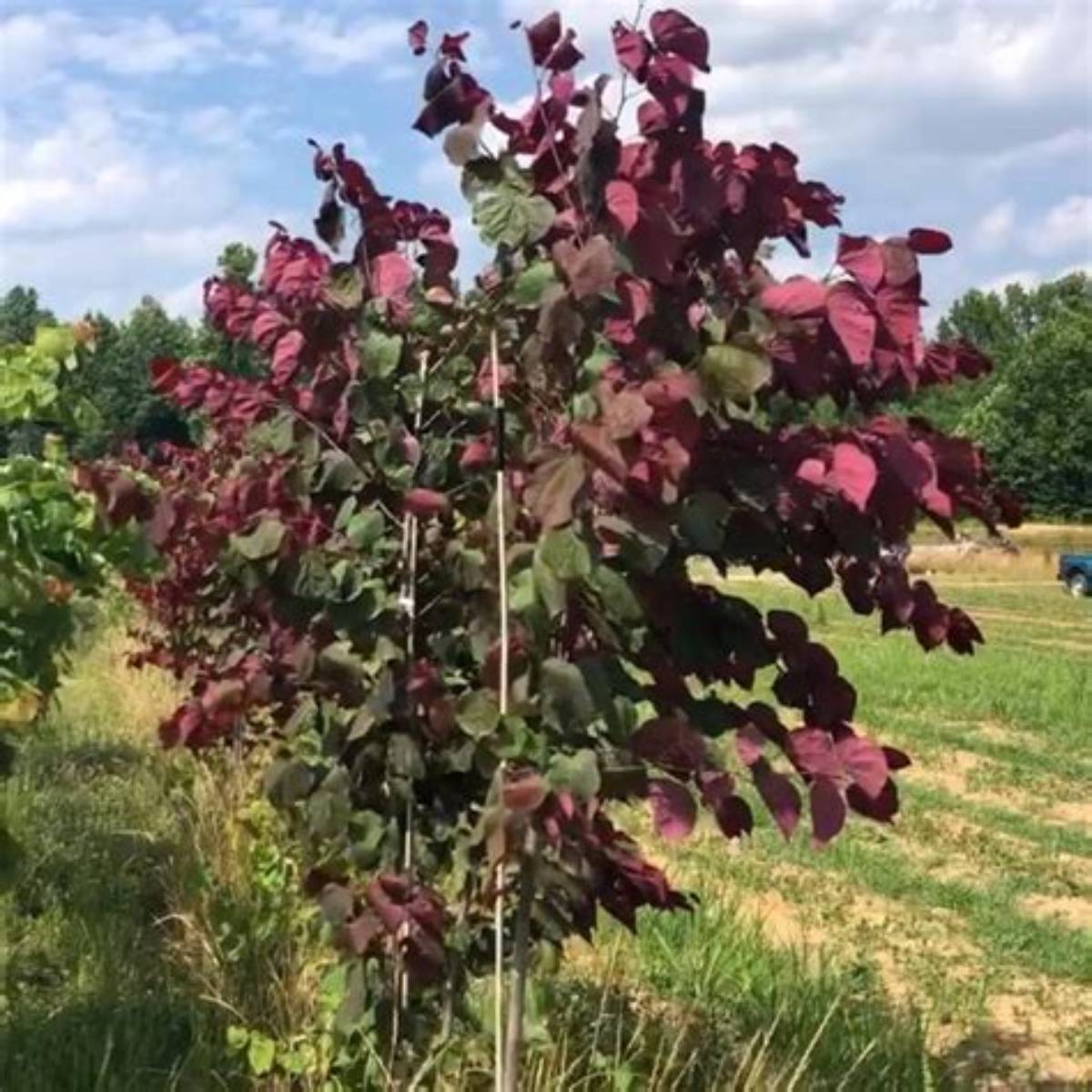 Velvet Hearts™ Redbud Tree