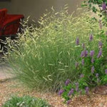 Blonde Ambition Blue Grama Grass