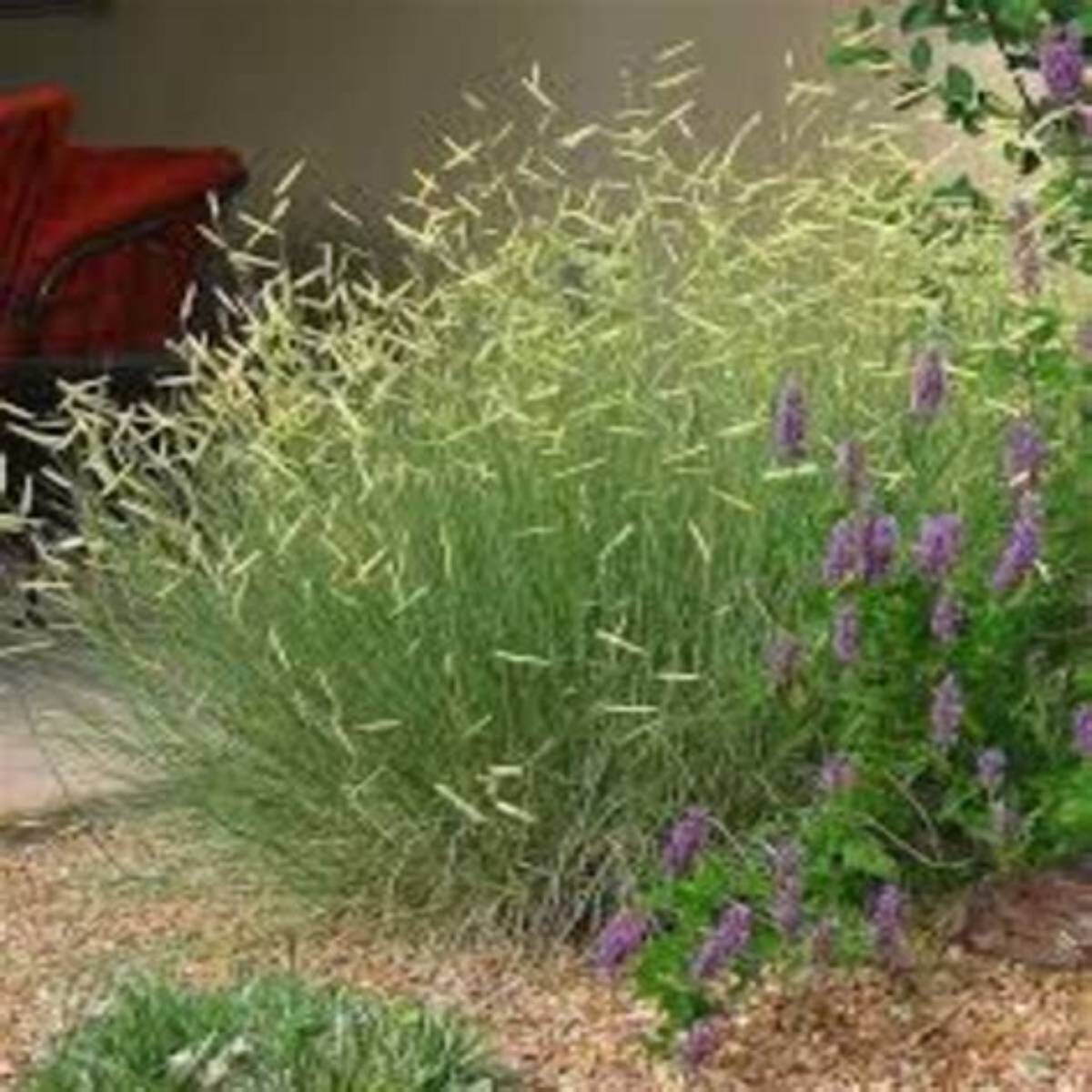 Blonde Ambition Blue Grama Grass