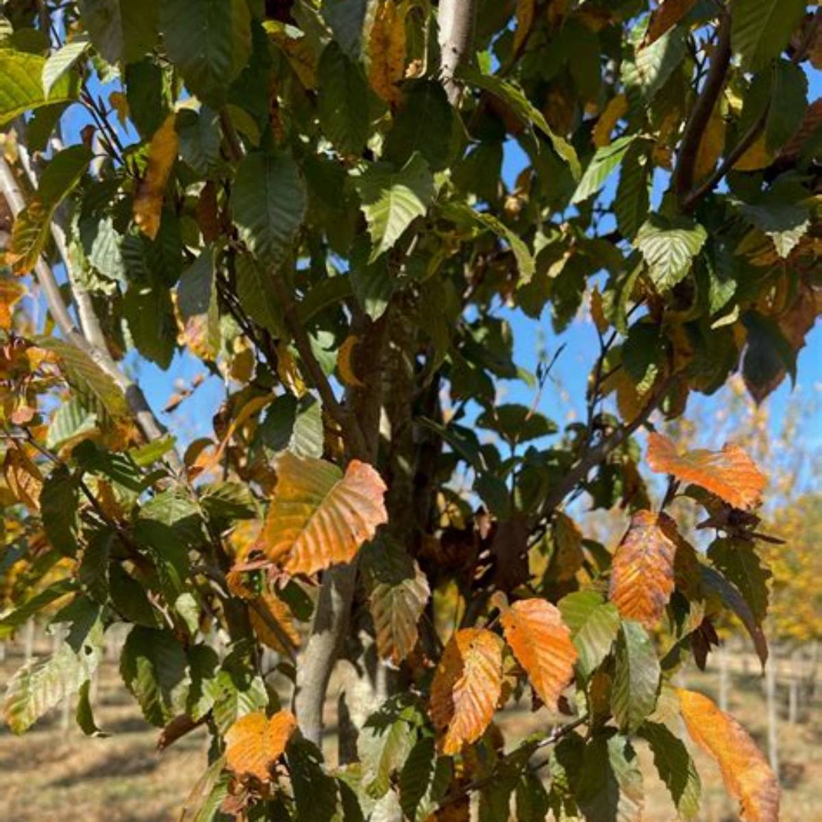 Clarynette® American Hornbeam Tree