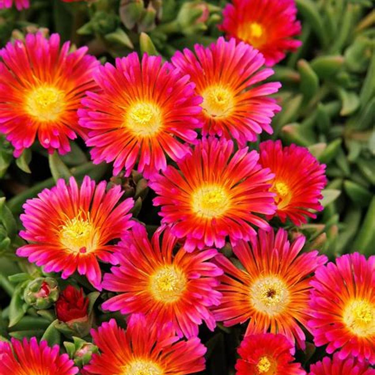 Ocean Sunset™ Orange Glow Ice Plant