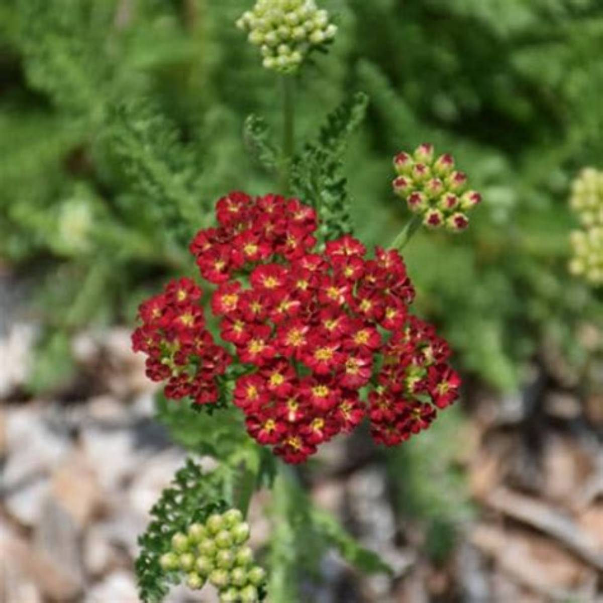 Desert Eve™ Red Yarrow