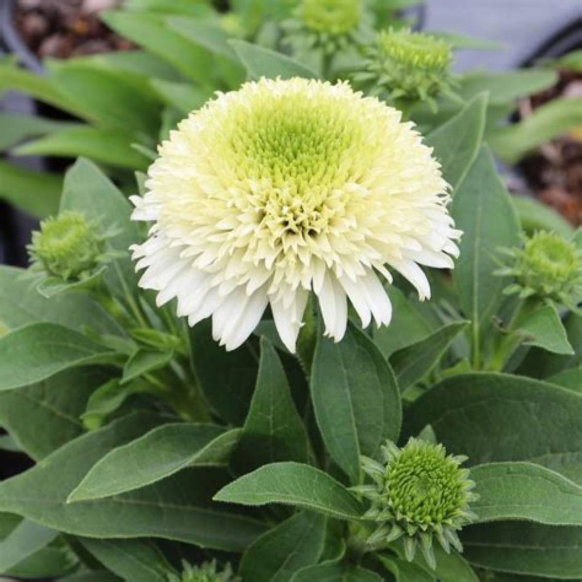 Delightful™ Lace Coneflower