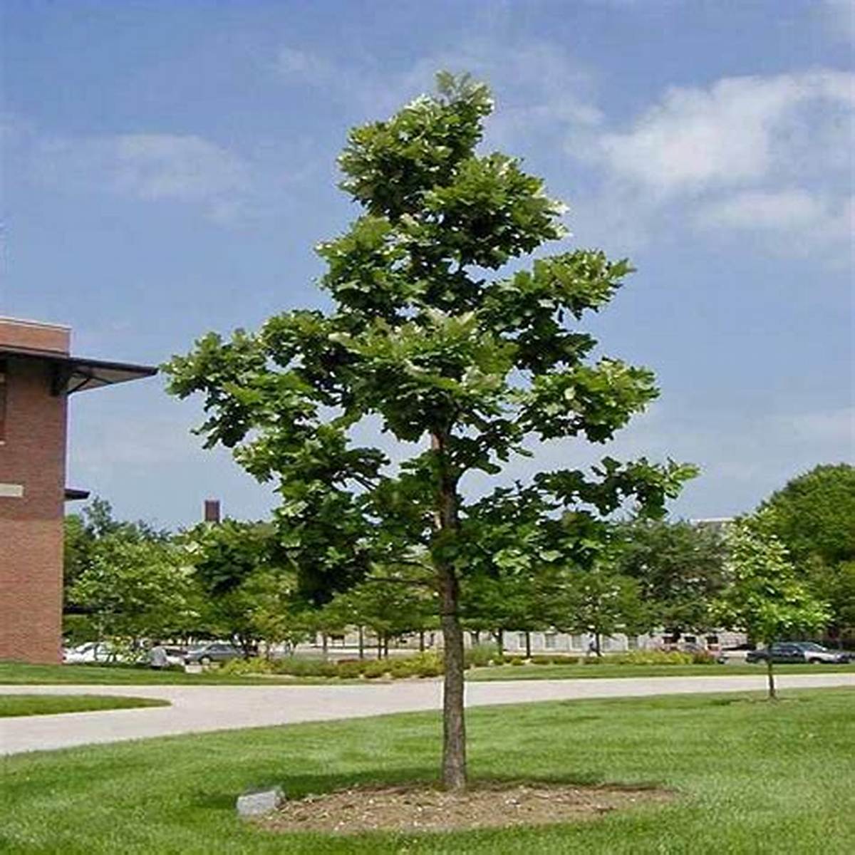 Swamp White Oak Tree