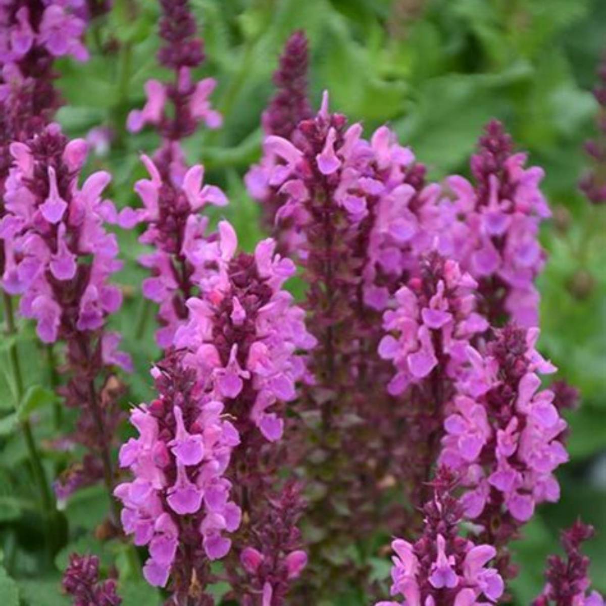Rose Marvel Meadow Sage