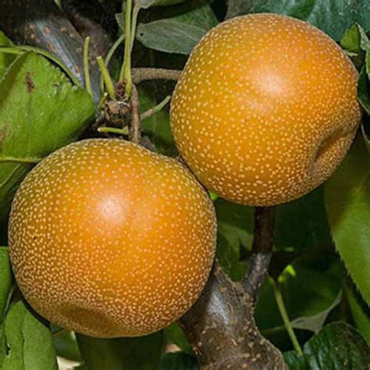 Hosui Asian Pear Tree