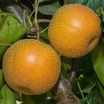 Hosui Asian Pear Tree