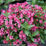 Stunner® Weigela