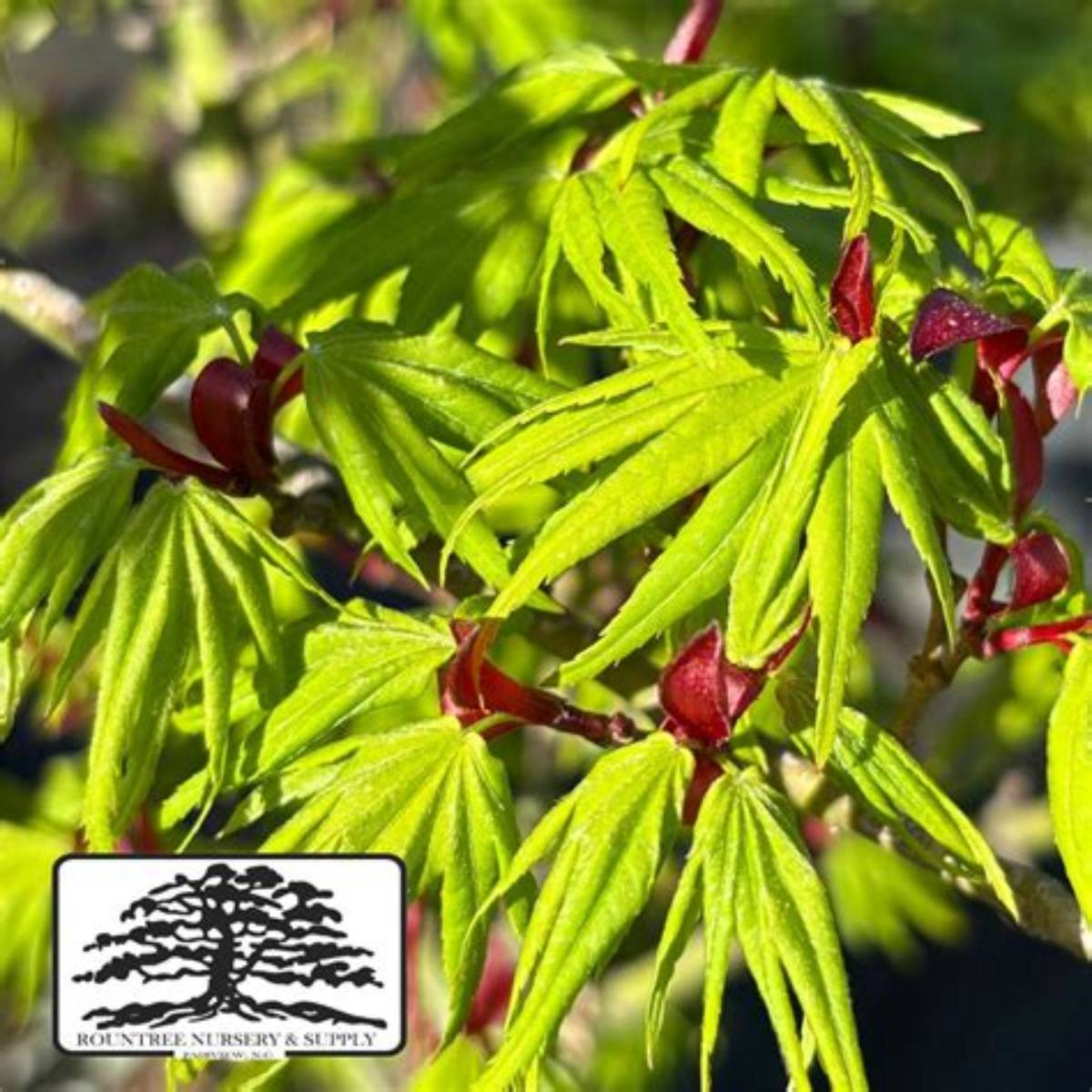 Mikawa Yatsubusa Japanese Maple Tree