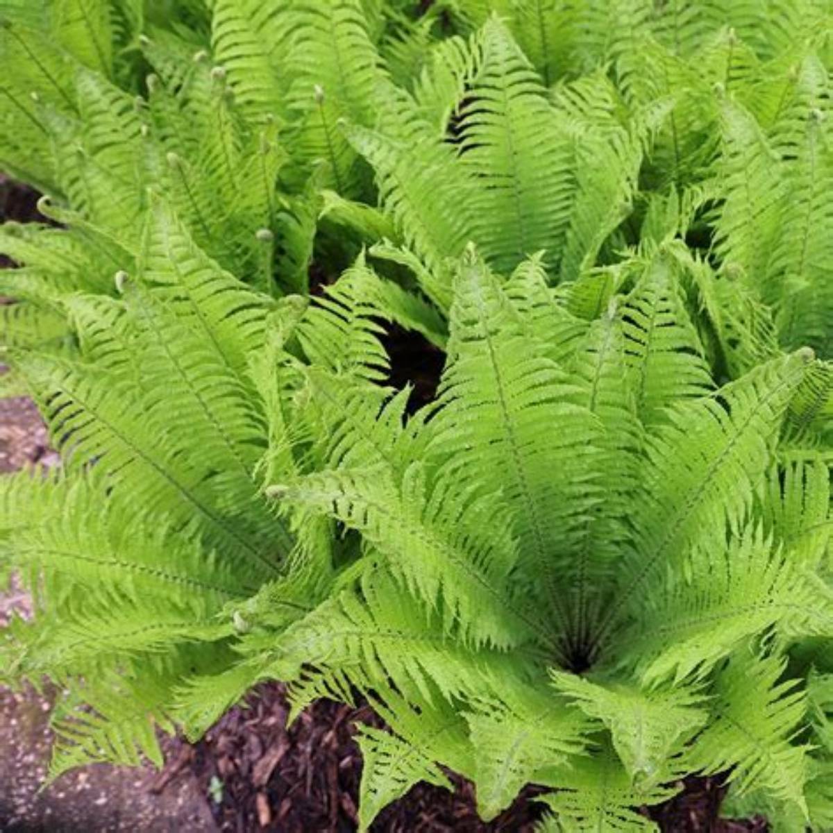 Ostrich Fern