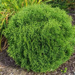 Hetz Midget Arborvitae