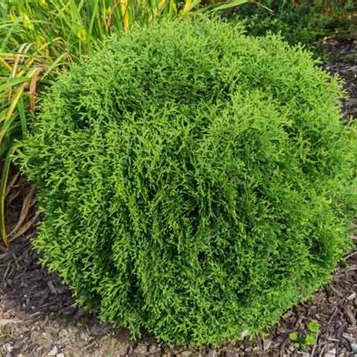 Hetz Midget Arborvitae