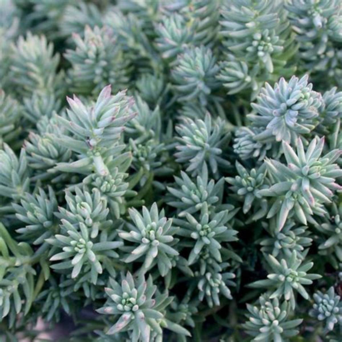 Blue Spruce Sedum